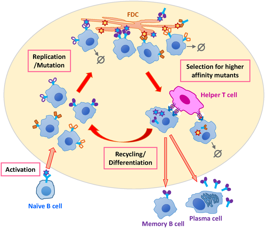 Schematic depiction of B cell affinity maturation Upon activation, naïve B cells seed a germinal center. They mutate their antigen-receptor-encoding genes as they replicate. Mutated B cells that bind sufficiently strongly to their encountered antigen on the FDCs can internalize it and present derived short peptides to helper T cells. Higher affinity B cells can engulf and process more antigen and present a greater amount of peptides and thus compete better for T cell help. Selected B cells mostly recycle to mature further, and the rest differentiate and exit the germinal center as memory cells or antibody-secreting plasma cells. B cells that fail to get activated or receive T cell help are lost via apoptosis (zero symbols).