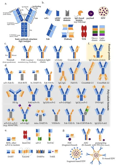 Figure 1. Multispecific antibody formats in clinical trials: (a) Basic IgG structure; (b) Main antibody components (detailed in Section 2 of the main text); (c) IgG-like “two-halves” bispecific formats (following the order of Section 3.1 and Table 1); (d) IgG-modified (appended and/or substituted, Fc-based) bispecific and multispecific antibodies (following the order of Section 3.2 and Section 4, as well as Table 1); (e) Fragment-based (Fc-free) bispecific and multispecific antibodies (following the order of Section 3.3 and Section 4, as well as Table 1); (f) IgG fusion protein; (g) Bi-/multispecific constructs for payload delivery (following the order of Section 5 and Table 1). For the abbreviations, please see the respective section in the main text.