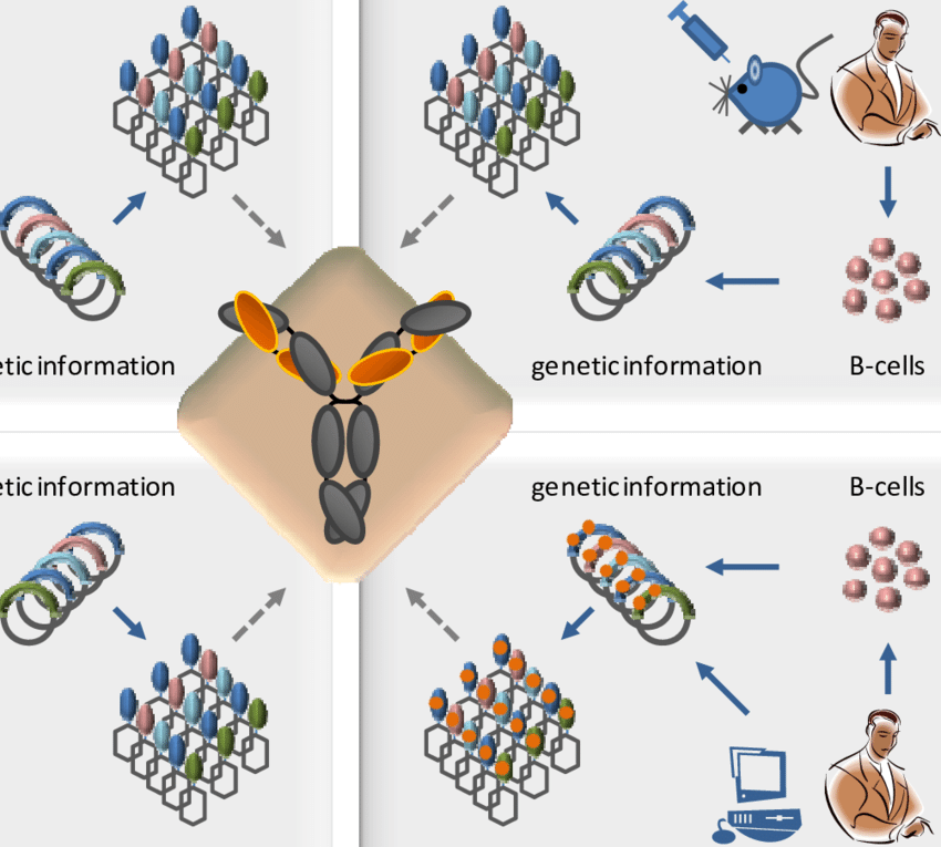 Four types of antibody libraries can be distinguished by source and design. A: Naïve libraries are amplified from a natural source, such as primary B-cells of non immunized donors. One library can be used for a wide variety of antigens. B: Immune libraries are generated from B-cell derived antibody repertoire of immunized or immune donors. Libraries are predisposed for a limited panel of antigens. C: Synthetic libraries are based on computational in silico design and gene synthesis. CDR design and composition is precisely defined and controlled. D: Semi-synthetic libraries comprise both CDRs from natural sources as well as in silico design of defined parts. 