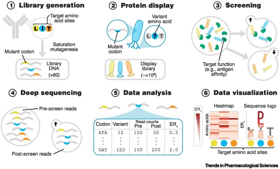 Deep mutational scanning for therapeutic antibody engineering