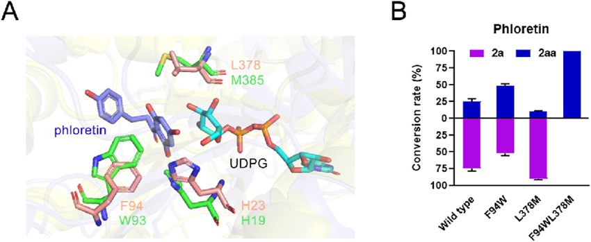 Structural analysis and structure-guided mutagenesis of AaCGT. (A) The two differential residues and the catalytic bases (His23 and His19) located near acceptor-binding pockets of AaCGT (salmon) and AbCGT (green). (B) Percent conversion of the wild type AaCGT and the mutants, with 2 as the substrate. The enzymatic reactions were performed at 37 • C for 2 h. The error bars of conversion rates refer to mean ± SD of three independent replicates (n = 3).