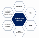 Next-Generation Antibodies: Engineering High-Affinity Binders Beyond the Natural Repertoire