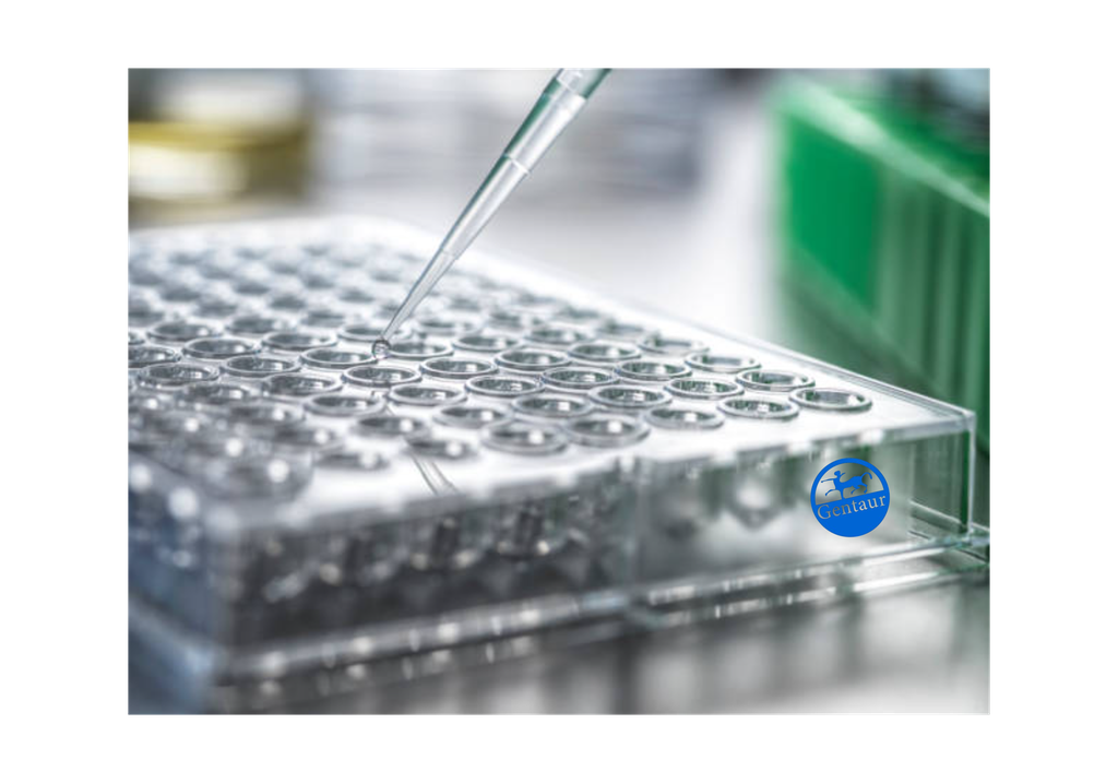 ELISA   5HT5A receptor anti-