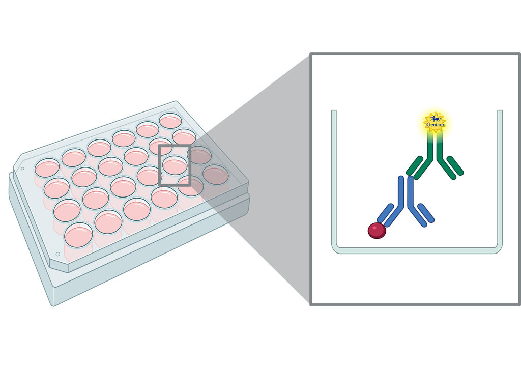 ELISA  AFAP1L1 anti-