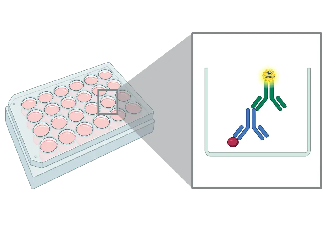 ELISA  AGO3 Antibody, Biotin  