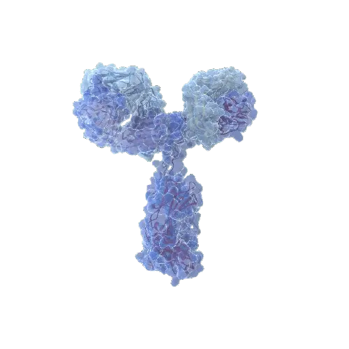 ANXA4 (Human) IP-WB Antibody Pair