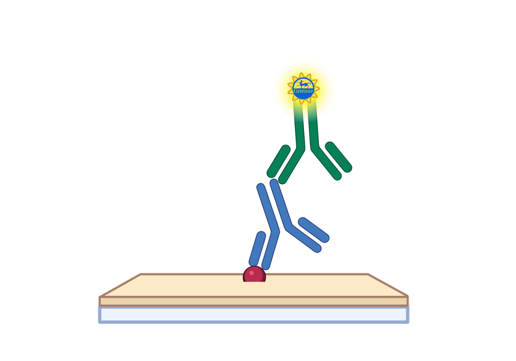 ELISA   ABHD14B Antibody, FITC  
